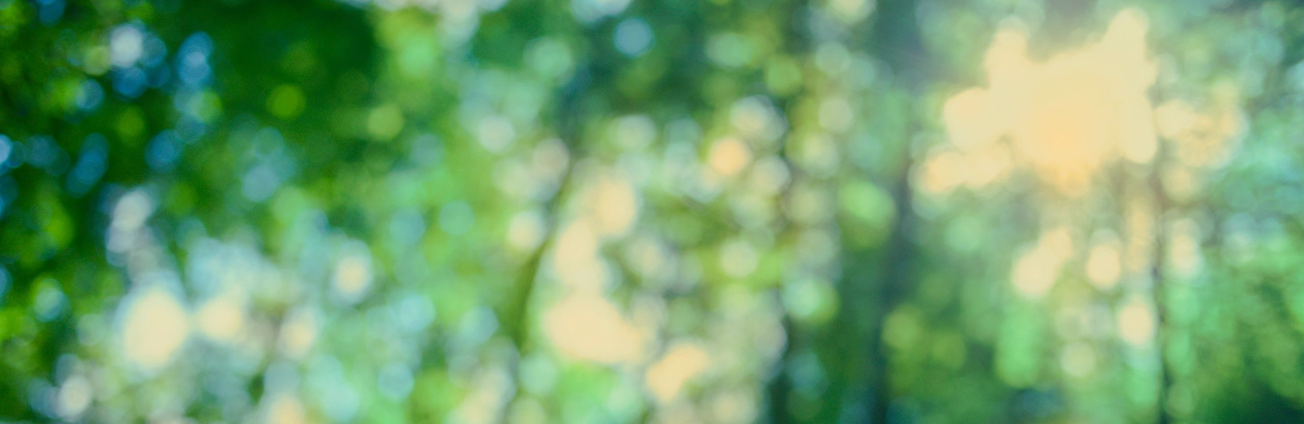 Sunshine forest blur bokeh banner